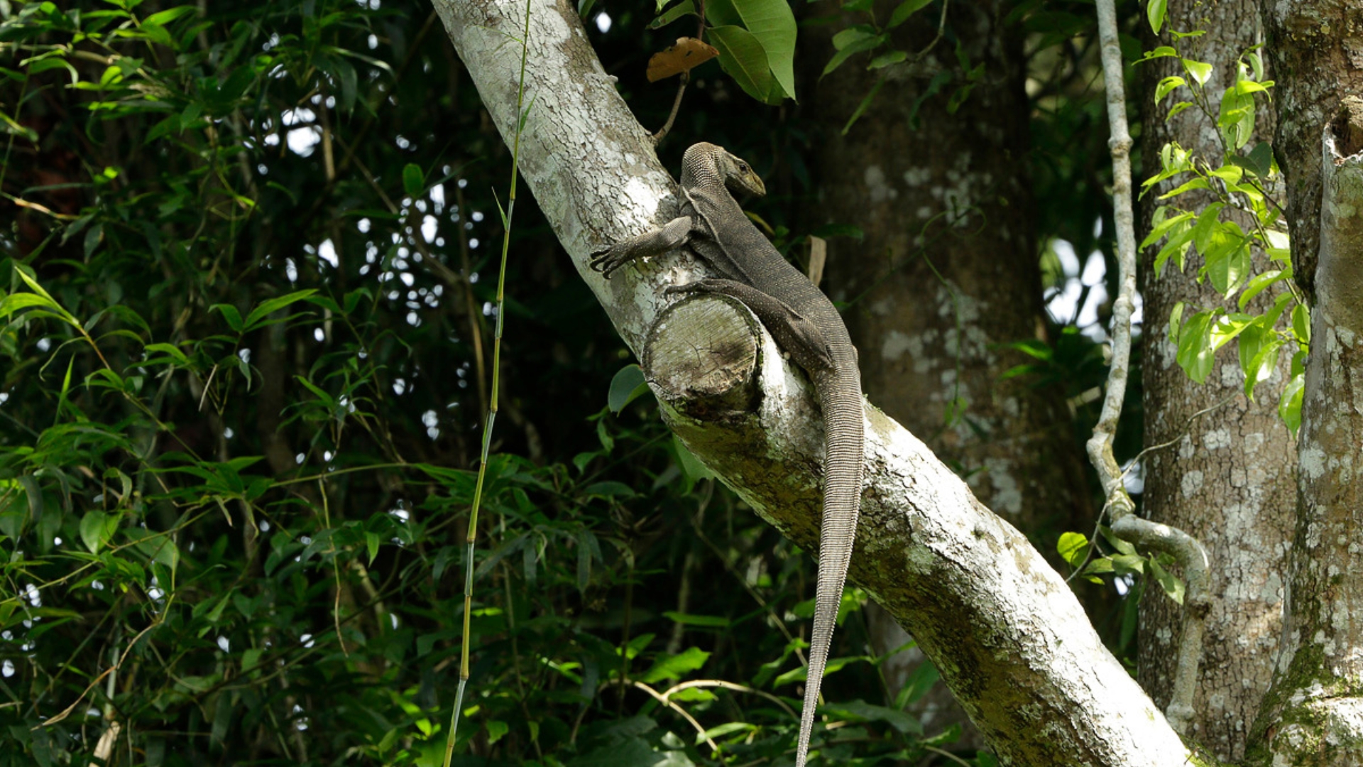 Mandai Rainforest Resort by Banyan Tree-Clouded Monitor Lizard